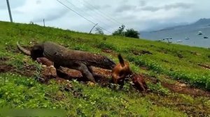 11 Times The Komodo Dragon Went On The Attack