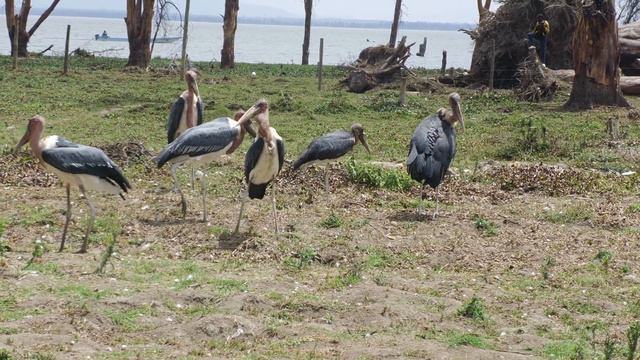 Отпуск в саванне Кении 4K Panasonic HC-1500 смотреть онлайн