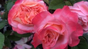 Шикарное Цветение Роз из Королевских Клумб. Питомник Роз ЕЛЕНЫ ИВАЩЕНКО