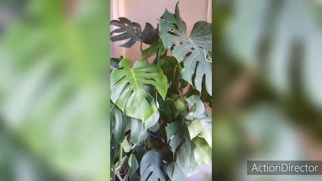 Монстера после жаркого лета? смотреть онлайн