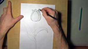 Как нарисовать тюльпан карандашом, поэтапно для начинающих