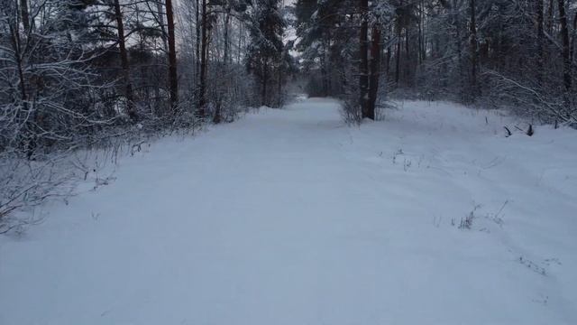 Зимний лес. Зима в Подмосковье смотреть онлайн
