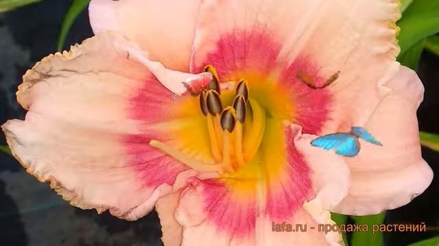 Лилейник гибридный ЭвериДейлили Роуз ? обзор: как сажать, саженцы, луковицы лилейника смотреть онлайн