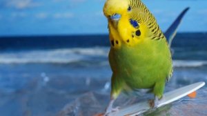 КАК ВЫБРАТЬ ПОПУГАЯ ДЛЯ ДОМА | КАК НАУЧИТЬ ВОЛНИСТОГО ПОПУГАЯ ГОВОРИТЬ