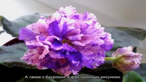 Как выглядит фиалка Ле — описание сортов