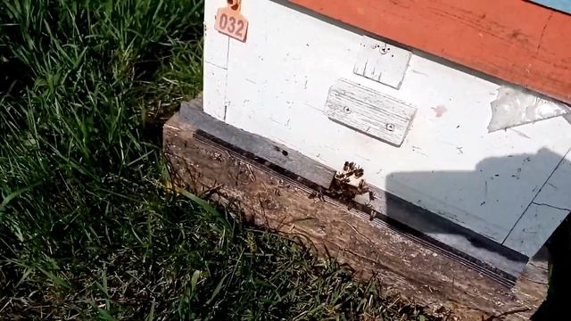 Ещё раз про Китайские полоски от варроатоза смотреть онлайн