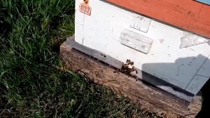 Ещё раз про Китайские полоски от варроатоза