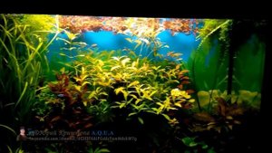 Что будет если не вносить Удобрения в Аквариум (наглядный пример). Ксенококус Водоросли в Аквариуме