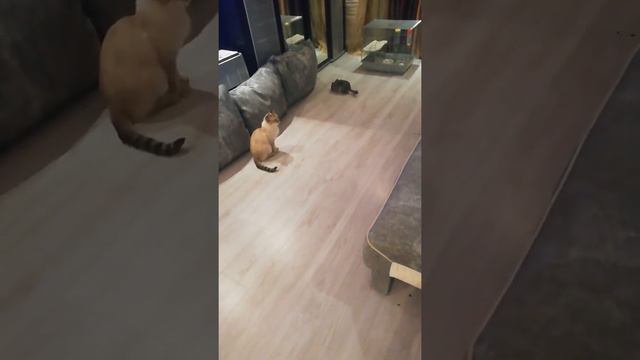 Кошка и шиншиллы гуляют\Cat and chinchillas are walking смотреть онлайн