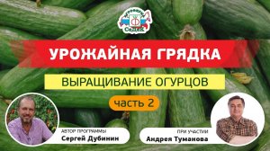 ВЫРАЩИВАНИЕ ОГУРЦОВ, часть 2