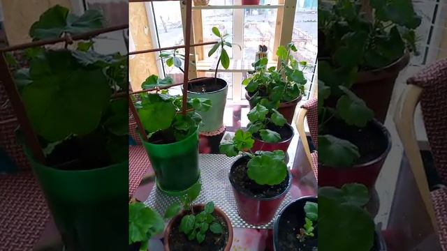 Чем подкормить комнатные цветы, чтобы были пышные, зелёные и красивые смотреть онлайн