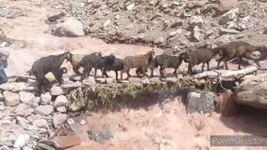 Срочно Холи дахмардахо Сайру гашт дар минтакаи дараи Гилдара хамрохи дархмардахо хушвах дахмарда