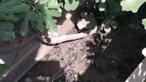 Инжир в июле в суровом климоте  Белгородской области