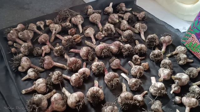 Сбор урожая чеснока 🧄