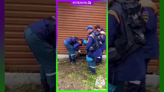 Застрявшую под торговым павильоном собаку спасли в Чеченской Республике