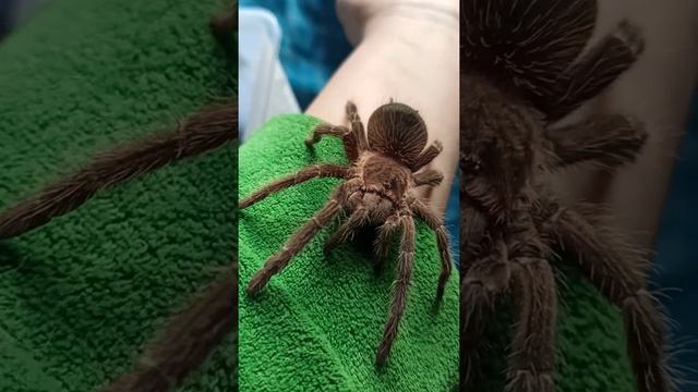 Моя любимица Машенька! смотреть онлайн