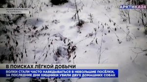 Волки разорвали собаку Архангельская область