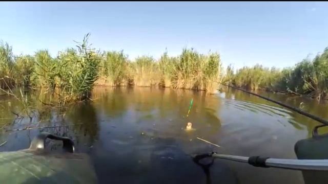 КАРП ЛОВИТСЯ НА СПЕЦ-ГОРОХ #6 смотреть онлайн