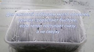 Способы проращивания семян. Сеем на салфетку