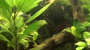 Наш аквариум 100 литров. Что в нём происходит. Нерест сапфировых попугайчиков? Коридорасы веселятся