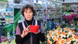 Горшки для фиалок. Как правильно выбрать?