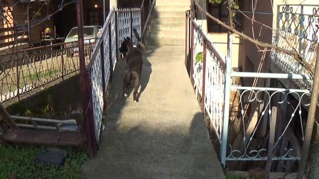 First video with my new Sony HDR - PJ240E смотреть онлайн