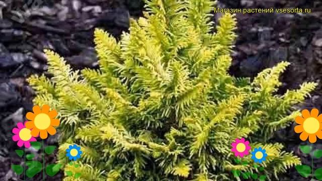 Кипарисовик туполистный Тетрагона Ауреа. Краткий обзор chamaecyparis obtusa Tetragona Aurea смотреть онлайн