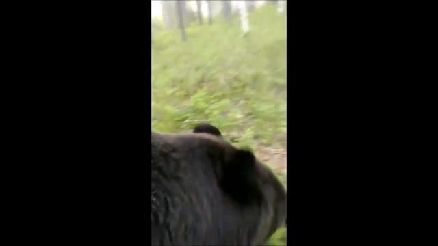 HOW TO LIVE WITH BEARS IN RUSSIA / КАК В РОССИИ ЖИВУТ С МЕДВЕДЯМИ смотреть онлайн