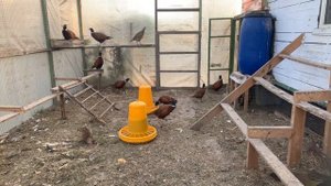 Фазанов готовлю к зиме!