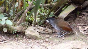 Jocotoco Antpitta Tapichalaca