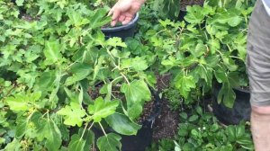 Как поливать инжир. Обзор 12 июня. Воронеж.