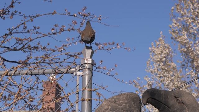 Gilgal Sculpture Garden [4K] смотреть онлайн