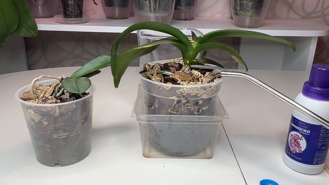 ВЕРХУШКА орхидеи восстановлена Растёт ДЕТКА у орхидеи смотреть онлайн