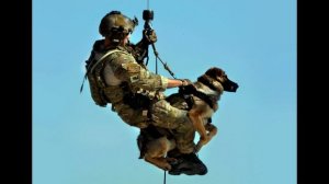 Собаки спасатели