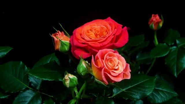 Timelapse Rose 4К. Vulcano (W. Kordes' Söhne 2019) Как распускается роза Вулкано