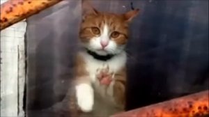 Нашли грустную кошку, кошка плачет, не ест, не спит.