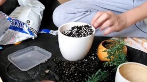 Лаванда в квартире от А до Я. Живет и пахнет.