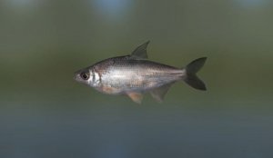 Лещ джиангхийский Кси 523 грамма, река Янцзы, Переправа, игра Трофейная рыбалка 2.mp4