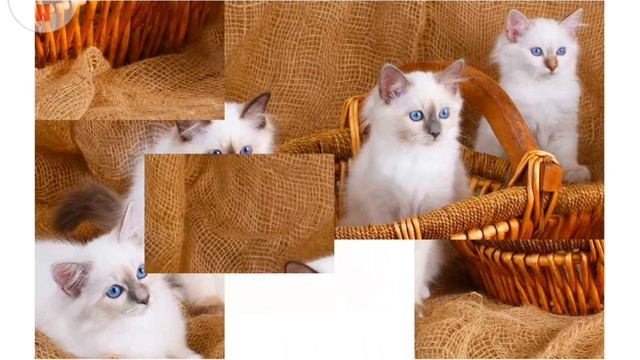 com.style.games.puzzle.pets смотреть онлайн