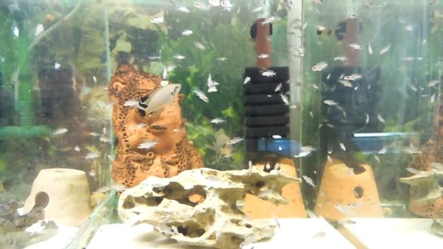 Принцессы Бурунди смотреть онлайн