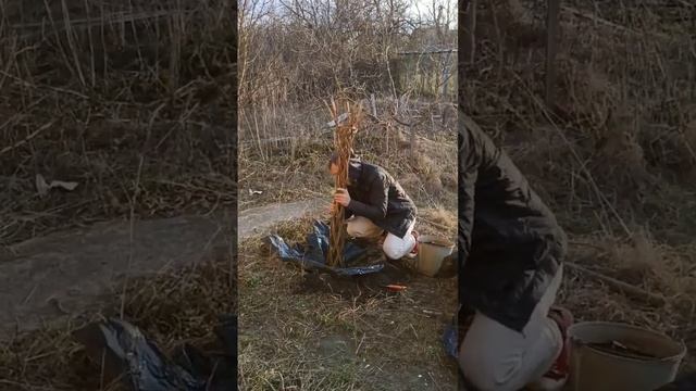 посадка "Русской пальмы" #ива #ландшафтныйдизайн