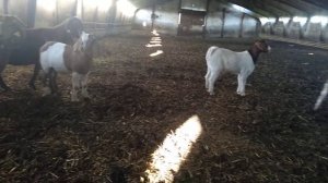 Калахарские козы,Бурские,Битал!