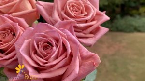 Rose Barista