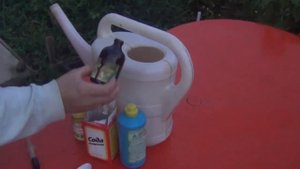 МУЧНИСТАЯ РОСА: смесь соды, йода, мыла, НВ-101. Самое лучшее средство.