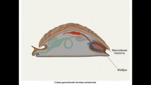 Особенности организации моллюсков, их происхождение