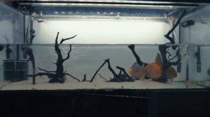 Дискусы и подмены воды