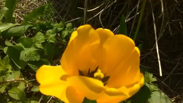 ОТПУСКАЕМ ПРИВЯЗАННОСТЬ,, 2Я МЕДИТАЦИЯ смотреть онлайн