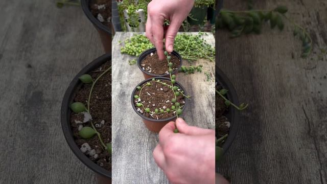 Propagating String of pearls! смотреть онлайн
