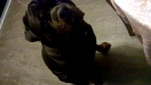 Собака Гриша - поедатель суши смотреть онлайн