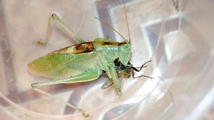 Кузнечик певчий vs ктырь (хищная муха). Katydid vs assassin-flies (robber-flies).